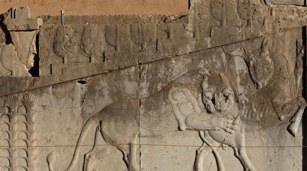 cea mai veche dovada de amputatie chirurgicala video