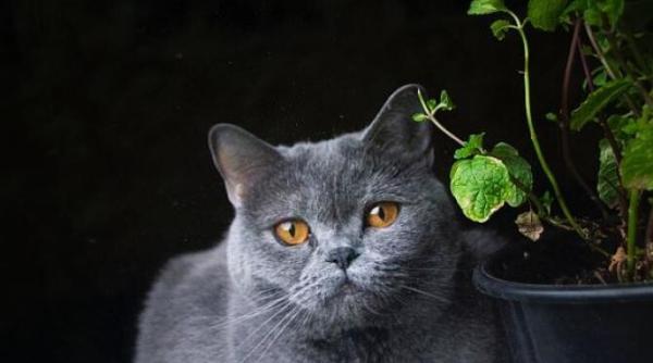 protejati va plantele de interior de pisici si caini metode eficiente