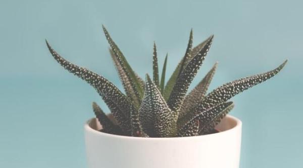 puneti bile de vata in ghivecele plantelor de interior secretul gradinarilor cu experienta dezvaluit