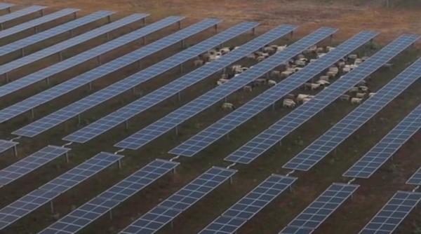 pastoritul o afacere profitabila in sua oile sunt masinile de tuns iarba preferate din industria panourilor solare video