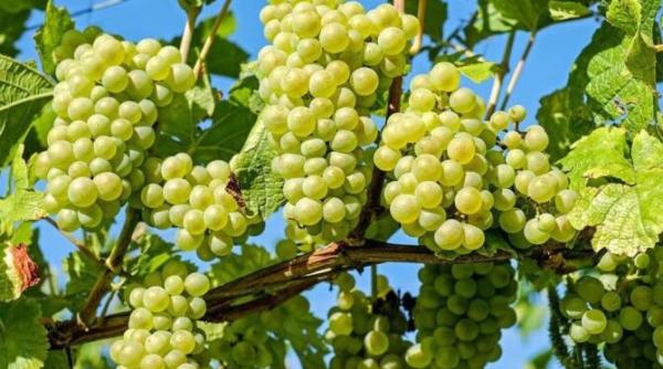 bomboane racoritoare facute in casa din doua ingrediente