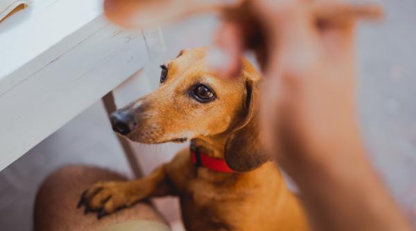 cum hranesti cainele in functie de varsta 5 sfaturi utile