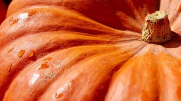 pizza cu dovleac originala si gustoasa nu ai mai mancat niciodata asa ceva