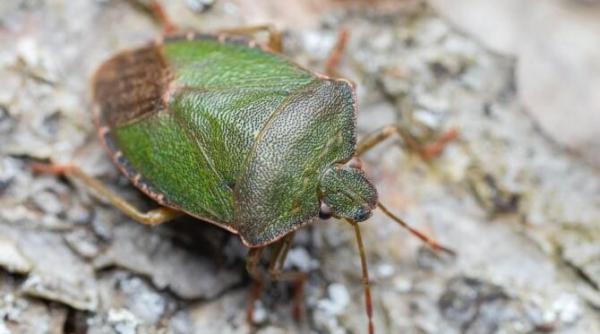 tineti plosnitele departe de casa ferestre si balcoane cu 2 solutii parfumate