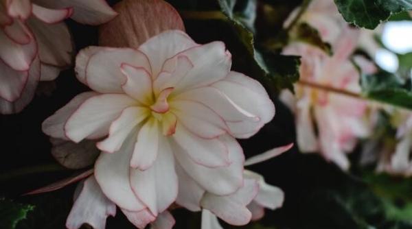 trei plante ornamentale de interior care nu mor niciodata si rezista tot timpul anului