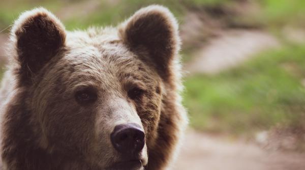 cel mai politicos urs o femeie a dat nas in nas cu bestia pe care a rugat o ceva
