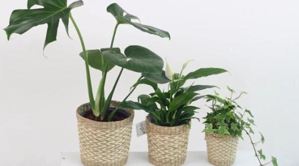 ai fost in vacanta si plantele din casa s au uscat le poti salva daca faci asta