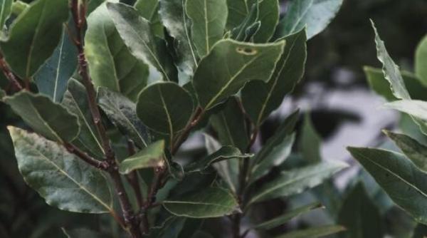 trei plante parfumate ideale pentru balcoane si gradini umbrite