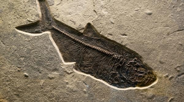 una dintre primele inimi care a batut pe pamant cercetatorii au descoperit animalul preistoric o veriga lipsa in lantul evolutiei