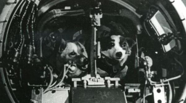 ce nu stiai despre belka si strelka cainii spatiali sovietici