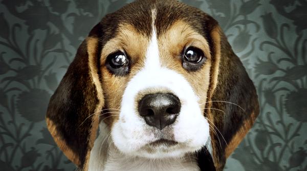 cum vad cainii lumea cercetatorii au intrat in mintea celui mai bun prieten al omului si au aflat secretul