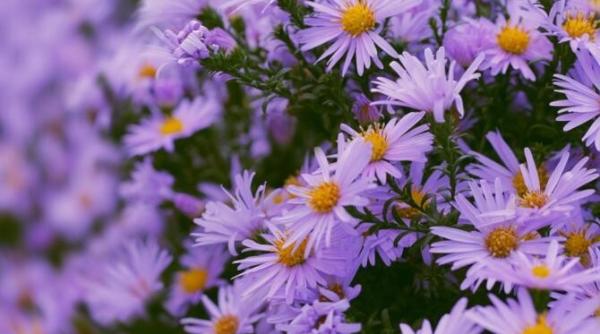 plante de exterior care cresc in ghivece si infloresc toamna tineti le pe balcon si vecinii va vor invidia