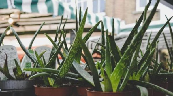 planta minune pe care trebui sa o ai in casa are zeci de beneficii si te salveaza mereu