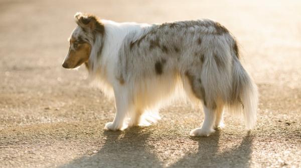 ce fac cainii inainte sa moara