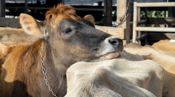 elvetienii voteaza duminica cu privire la eradicarea cresterii animalelor in regim industrial
