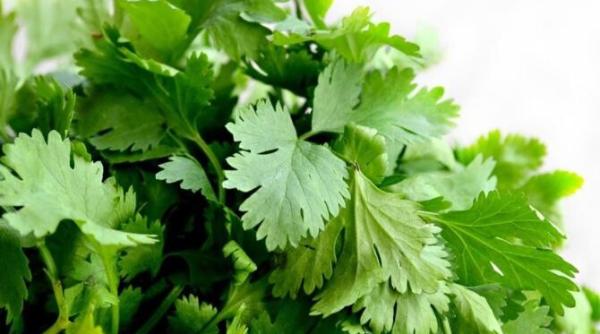 patrunjel in ulei indispensabil in bucatarie tineti l intotdeauna la indemana