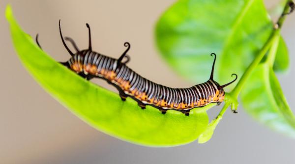au disparut fluturii insectele si viermii din fructe aveai tema la scoala sa faci insectar or fi in crenvursti erau grase pline de proteine