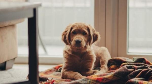 cainele golden retriever exceleaza ca animal de companie blandete prietenie energie