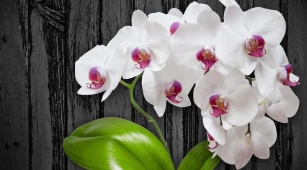 hraniti florile de interior cu iaurt doar gradinarii cu experienta cunosc acest secret