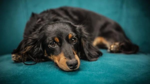 cum isi aleg cainii persoana preferata