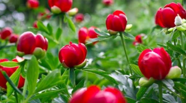 bujorul a fost declarat floare nationala si va avea prin lege propriile festivaluri