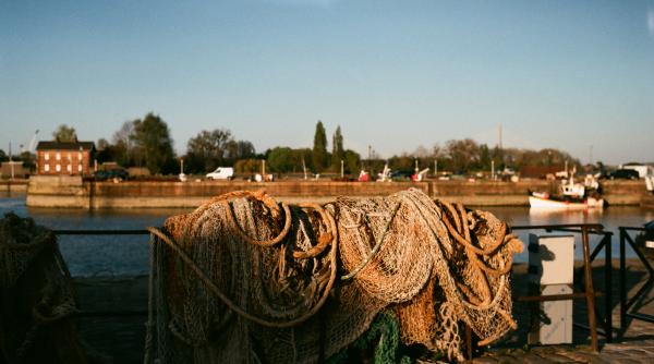 controale slabe si amenzi insuficiente pietele ue sunt inundate de peste interzis