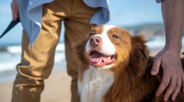 cum isi da seama cainele tau ca esti stresat ce simte primele semne