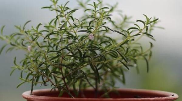 trusa de prim ajutor de pe pervaz iata plantele pe care trebuie neaparat sa le cultivi