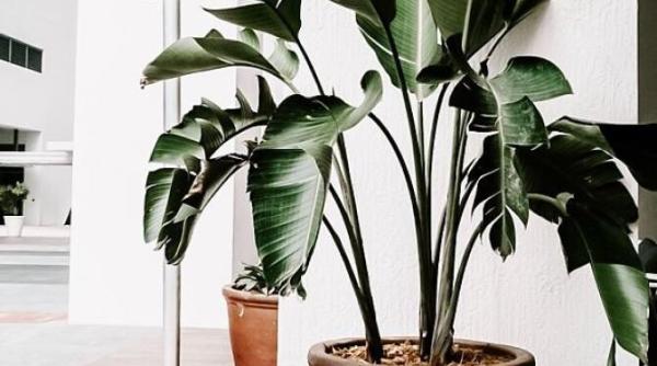 cea mai usoara modalitate de a curata frunzele plantelor de camera de praf