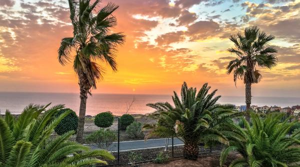 jumatate dintre palmierii din lume se confrunta cu disparitia