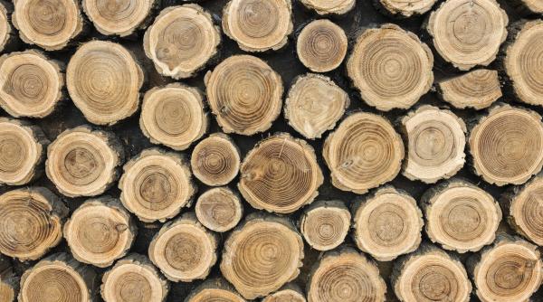 padurile salveaza romania industria lemnului contributii de aproape 10 miliarde de euro anual la economia tarii