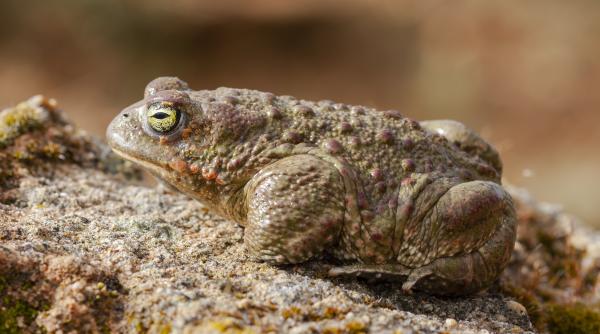 broaste de cernobil o noua specie
