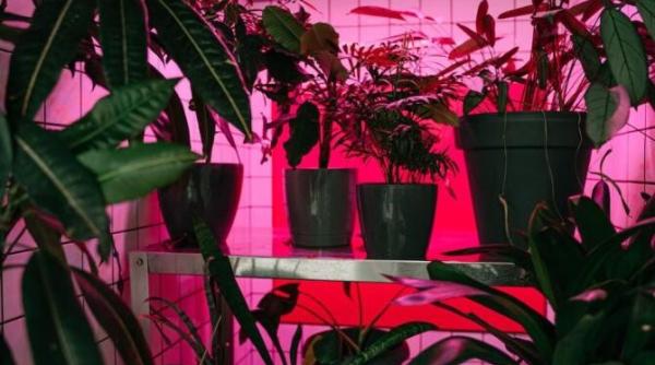 cum sa ingrijesti plantele de interior in octombrie sfaturile gradinarilor cu experienta