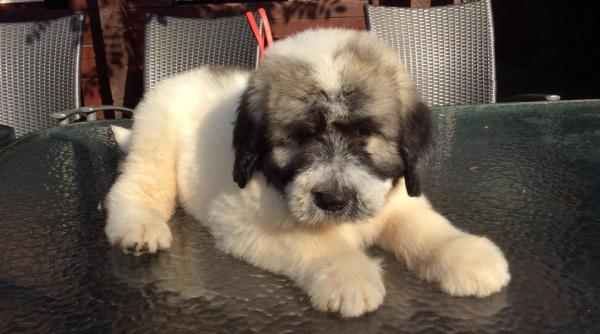 festivalul ciobanestilor romanesti brezoi 2022