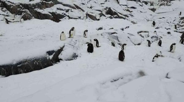 cel mai retras oficiu postal din lume este operat de patru femei in aprilie se cautau angajati care sa vina in antarctica
