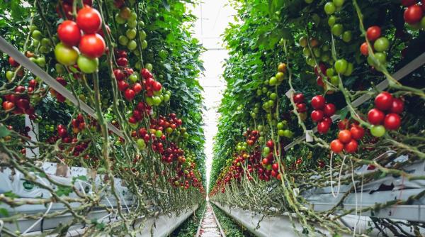 cercetatorul costel vanatoru cultiva tomata neagra la buzau pigmentul are proprietati anticancerigene