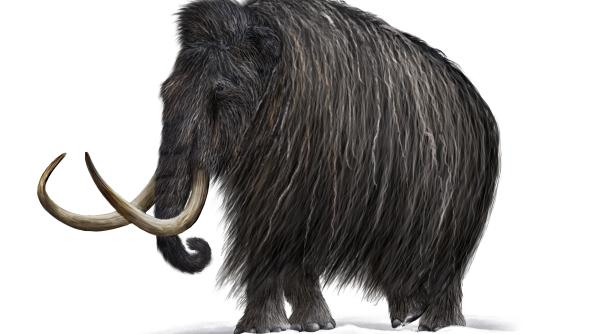 cia vrea sa resusciteze mamutul lanos