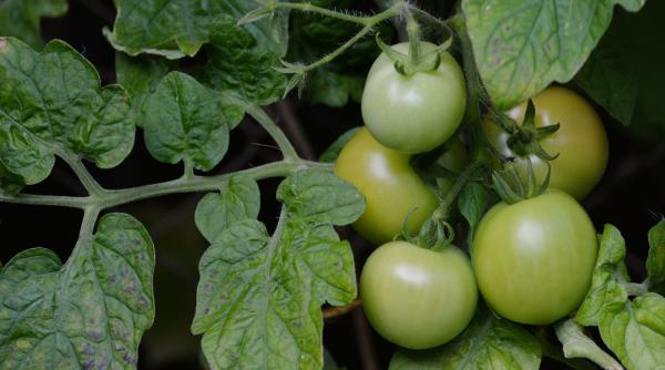 cum se pun gogonelele in otet reteta pentru iarna