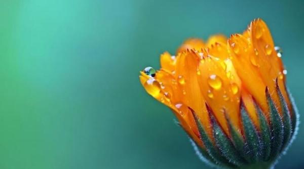 dulceata din galbenele este foarte gustoasa si combate raceala