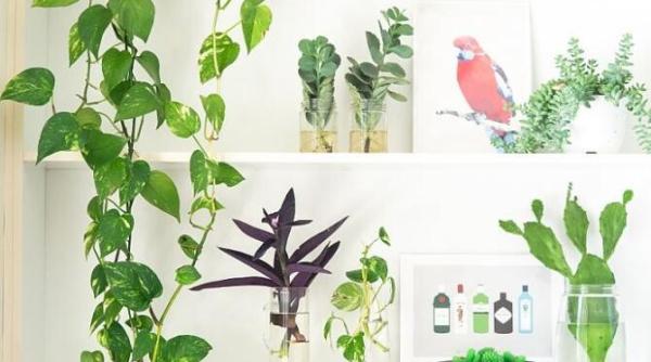 o planta eleganta perfecta pentru baie si dormitor purifica aerul si absoarbe umezeala