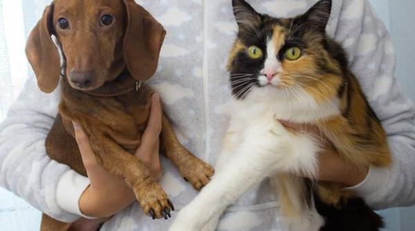 ziua mondiala a animalelor marcata pe 4 octombrie recomandari pentru ziua aceasta