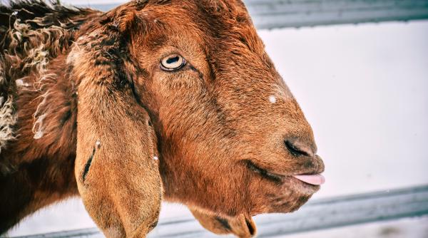 o capra s a alaturat corului unei biserici enoriasii au fost amuzati de noul membru al parohiei