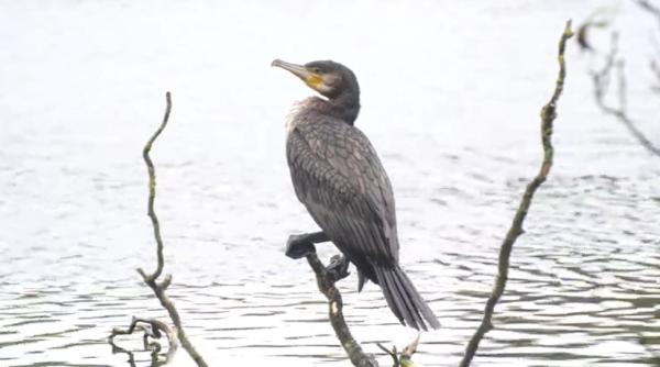 strasburg decide soarta cormoranilor propunerea a fost adoptata de parlamentul european