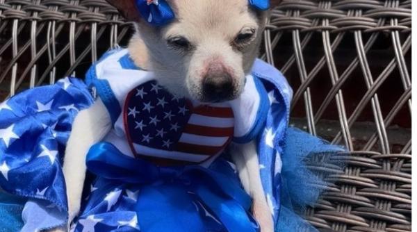 a murit pebbles cel mai batran caine din lume