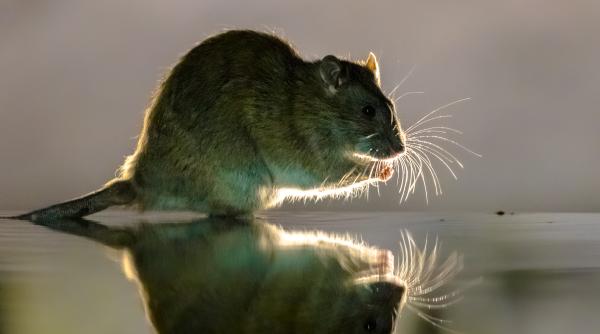 lectia despre putere si disperare imaginea care l a marcat in copilarie pe putin un sobolan i a sarit la gat prof naumescu ubb acest om e din ce in ce mai periculos