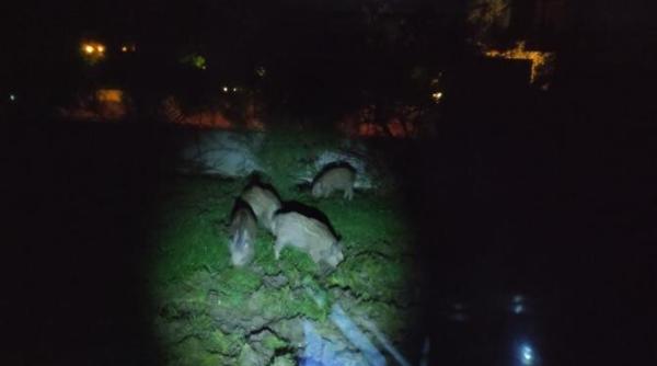 credeati ca le ati vazut pe toate in bucuresti dupa sobolani iata ca ne au invadat si mistretii