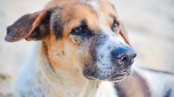 boala pe care o poti lua de la cainele tau dorobat se numeste si boala instalatorului da disfunctii grave de organ