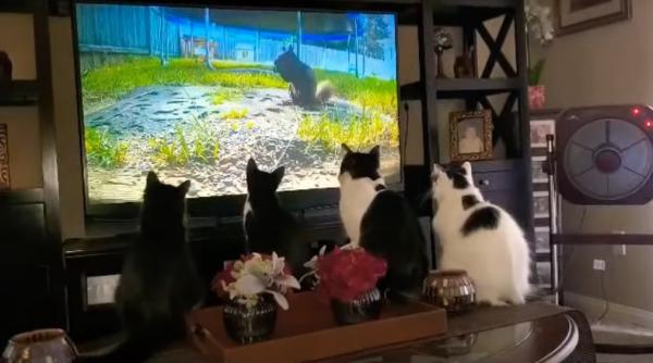 de ce le place pisicilor sa se uite la televizor