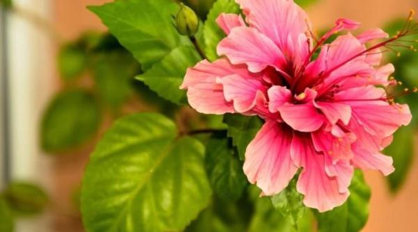 noua plante de interior care pot fi oferite atat femeilor cat barbatilor atrag fericirea si norocul