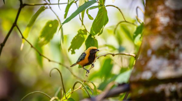 populatia de animale salbatice din toata lumea a scazut cu 69prc in ultimii 50 de ani
